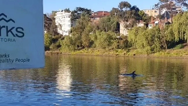 大家快去看啊！Yarra River，有海豚了！就在河里游着呢！（视频/组图） - 10