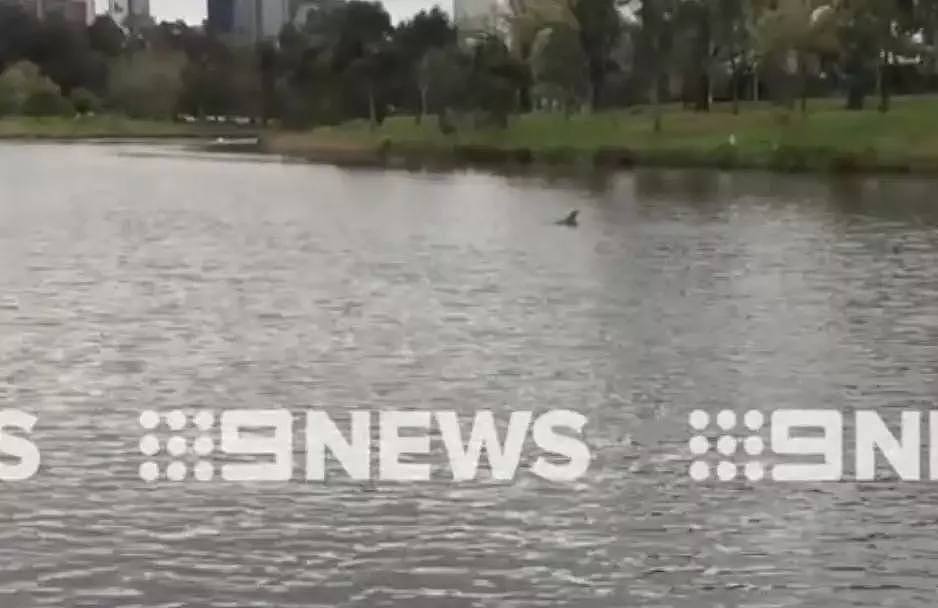 大家快去看啊！Yarra River，有海豚了！就在河里游着呢！（视频/组图） - 15