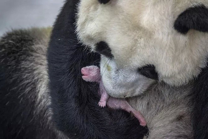 野生熊猫什么样？她蛰伏中国深山三年只为记录，“或许这是人类能拯救濒危物种的希望”（组图） - 2