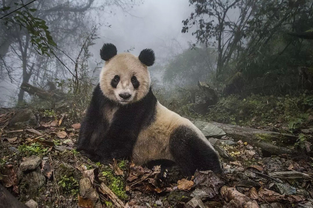 野生熊猫什么样？她蛰伏中国深山三年只为记录，“或许这是人类能拯救濒危物种的希望”（组图） - 4