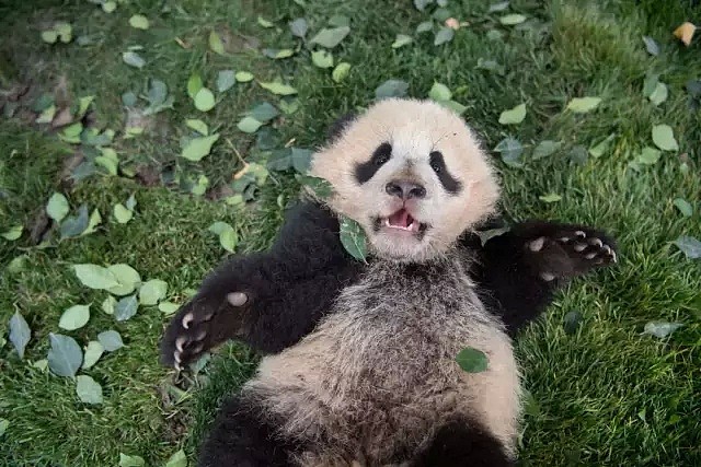 野生熊猫什么样？她蛰伏中国深山三年只为记录，“或许这是人类能拯救濒危物种的希望”（组图） - 6