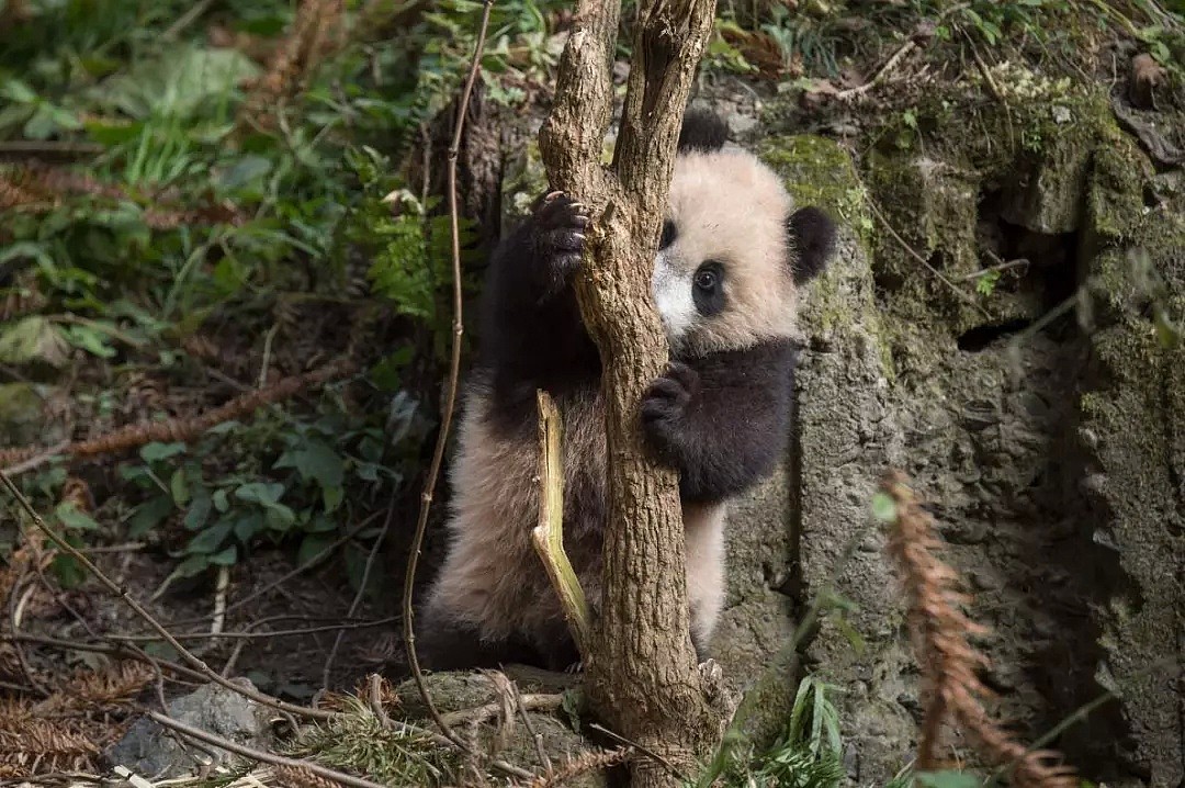 野生熊猫什么样？她蛰伏中国深山三年只为记录，“或许这是人类能拯救濒危物种的希望”（组图） - 13