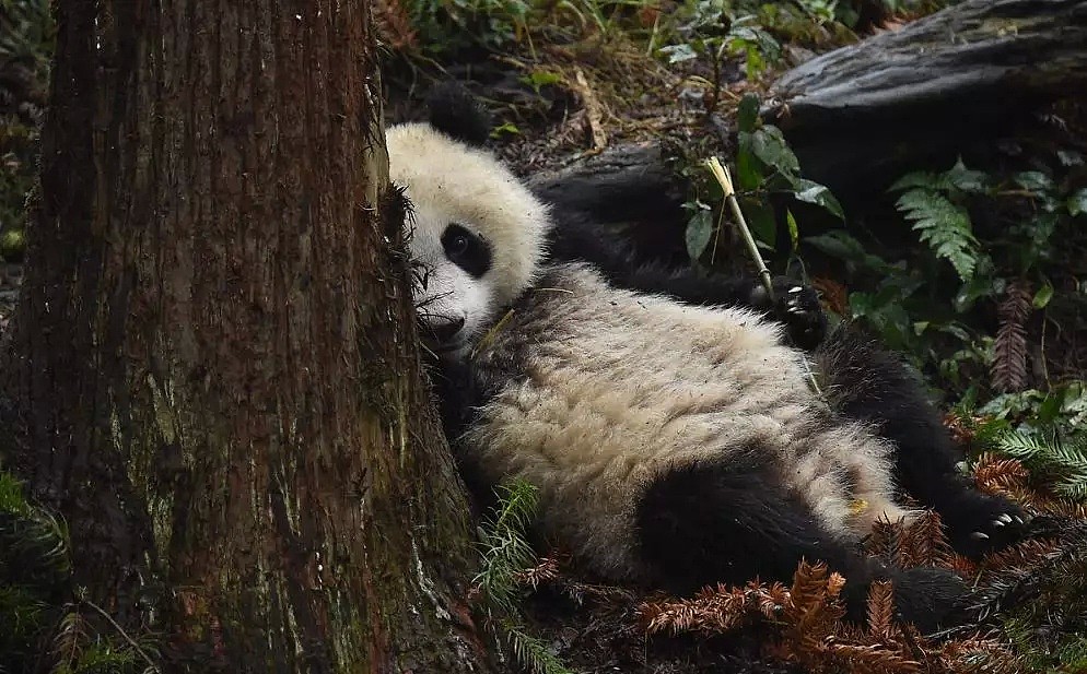 野生熊猫什么样？她蛰伏中国深山三年只为记录，“或许这是人类能拯救濒危物种的希望”（组图） - 14