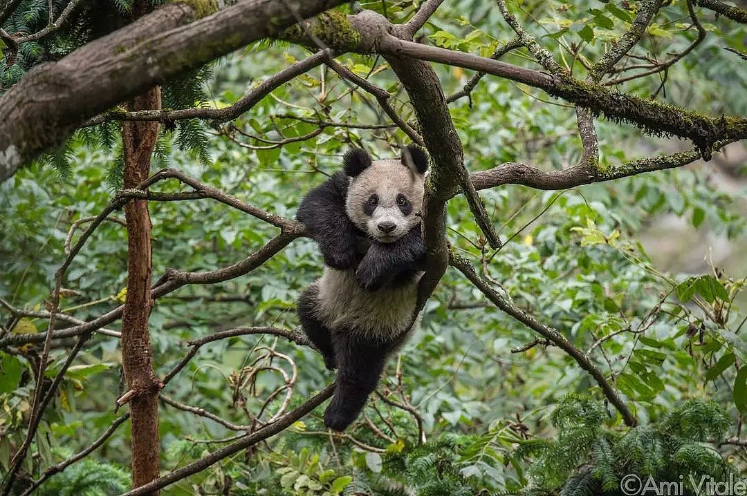 野生熊猫什么样？她蛰伏中国深山三年只为记录，“或许这是人类能拯救濒危物种的希望”（组图） - 15