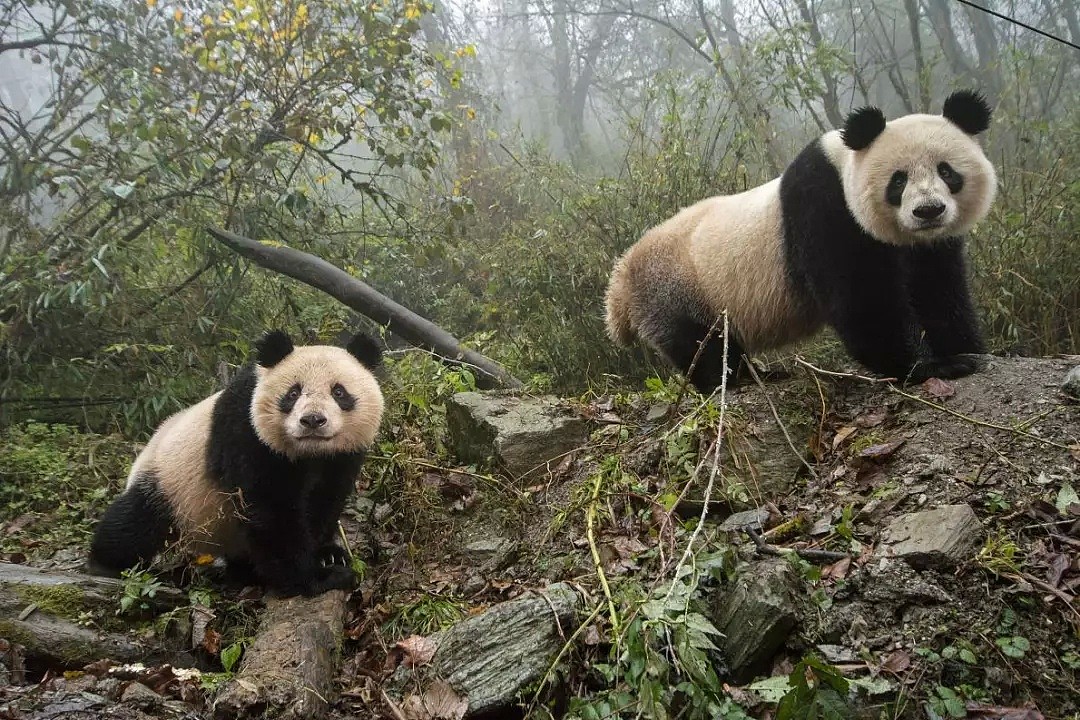 野生熊猫什么样？她蛰伏中国深山三年只为记录，“或许这是人类能拯救濒危物种的希望”（组图） - 16