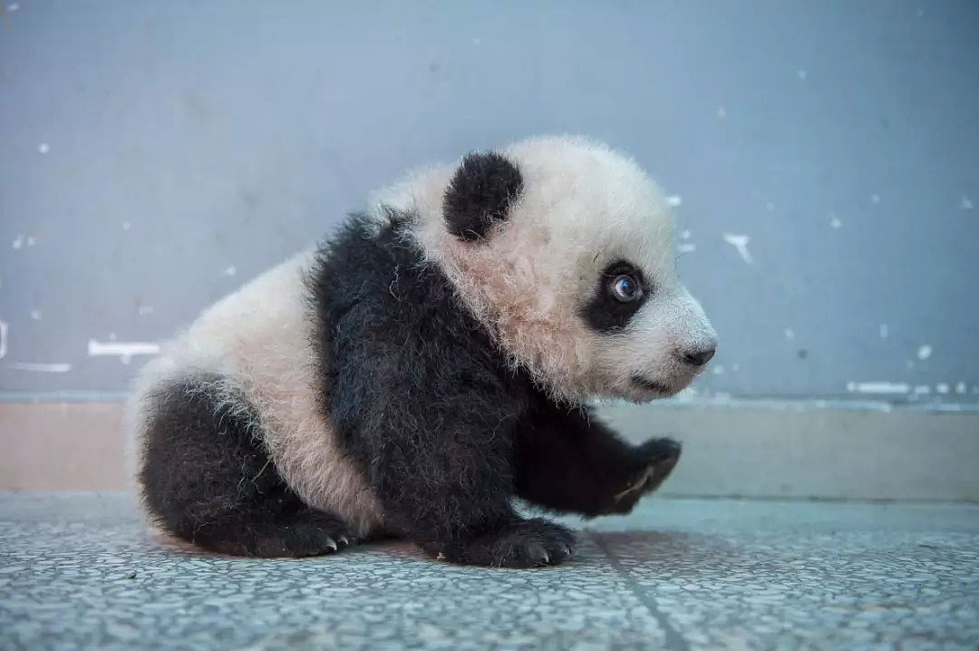 野生熊猫什么样？她蛰伏中国深山三年只为记录，“或许这是人类能拯救濒危物种的希望”（组图） - 18