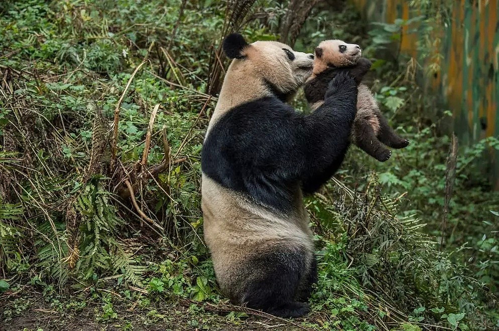野生熊猫什么样？她蛰伏中国深山三年只为记录，“或许这是人类能拯救濒危物种的希望”（组图） - 19