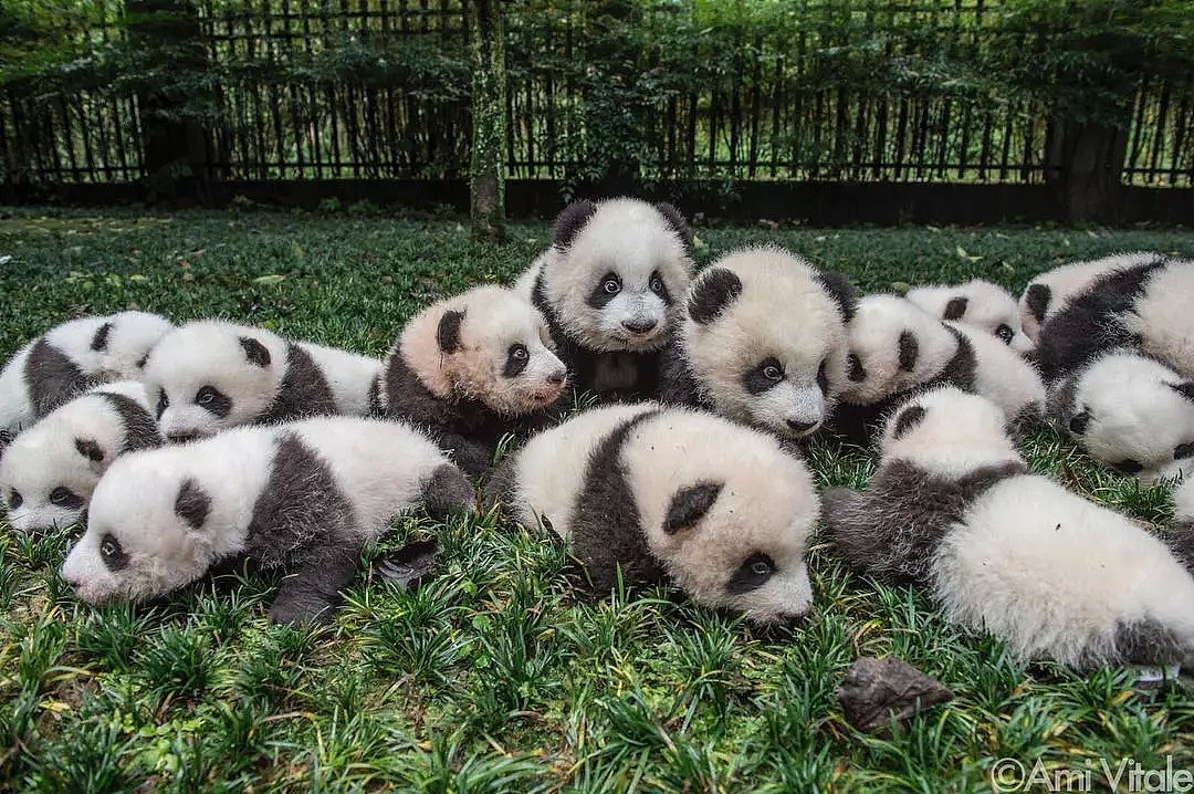 野生熊猫什么样？她蛰伏中国深山三年只为记录，“或许这是人类能拯救濒危物种的希望”（组图） - 35