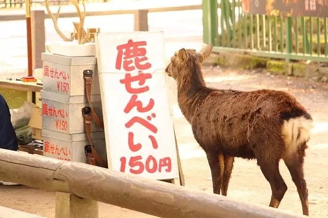 奈良小鹿营养不良，竟然都是外国游客的锅…（组图） - 10