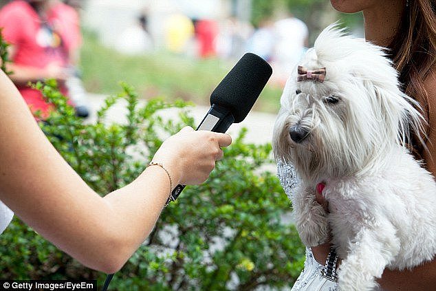 His assignment, which featured interviews with people walking dogs, initially received 12 marks out of 100 (stock image)