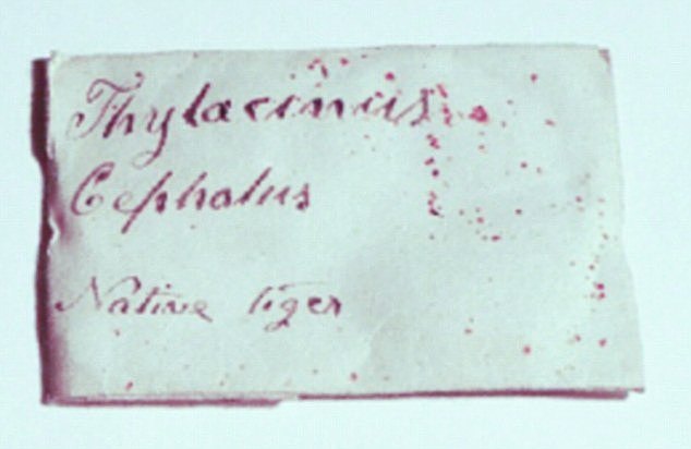 Mr Rehrberg bought the small envelope labelled 'thylacinus cynocephalus' (pictured) with the aim of investigating the true extinction date of the carnivorous marsupial.