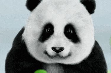 澳唯一一对“招财熊猫”即将还给中国！连“便便”都能卖钱的摇钱树啊！动物园已经快急疯了（组图） - 1