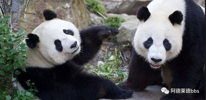 澳唯一一对“招财熊猫”即将还给中国！连“便便”都能卖钱的摇钱树啊！动物园已经快急疯了（组图） - 2