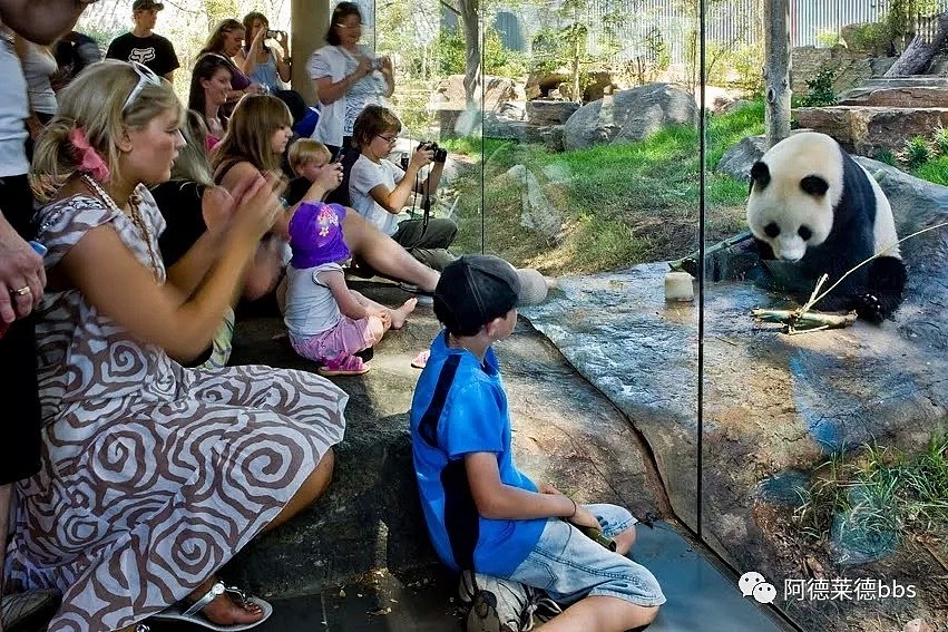 澳唯一一对“招财熊猫”即将还给中国！连“便便”都能卖钱的摇钱树啊！动物园已经快急疯了（组图） - 3