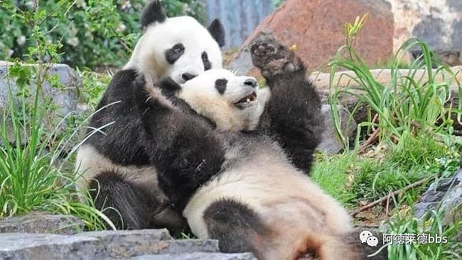 澳唯一一对“招财熊猫”即将还给中国！连“便便”都能卖钱的摇钱树啊！动物园已经快急疯了（组图） - 4