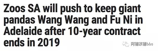 澳唯一一对“招财熊猫”即将还给中国！连“便便”都能卖钱的摇钱树啊！动物园已经快急疯了（组图） - 5