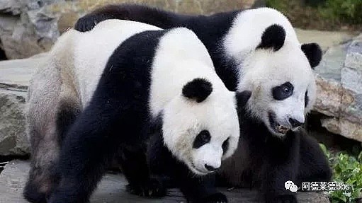 澳唯一一对“招财熊猫”即将还给中国！连“便便”都能卖钱的摇钱树啊！动物园已经快急疯了（组图） - 7
