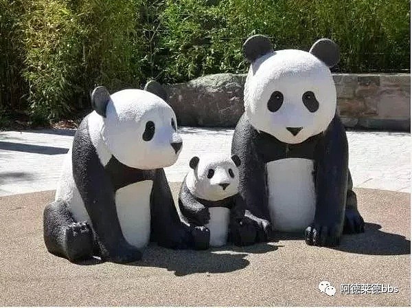 澳唯一一对“招财熊猫”即将还给中国！连“便便”都能卖钱的摇钱树啊！动物园已经快急疯了（组图） - 13