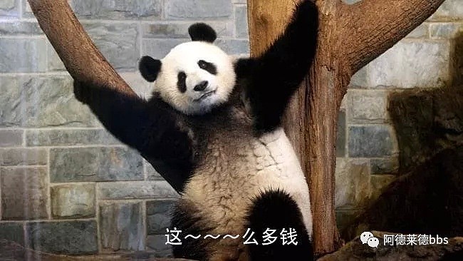 澳唯一一对“招财熊猫”即将还给中国！连“便便”都能卖钱的摇钱树啊！动物园已经快急疯了（组图） - 14