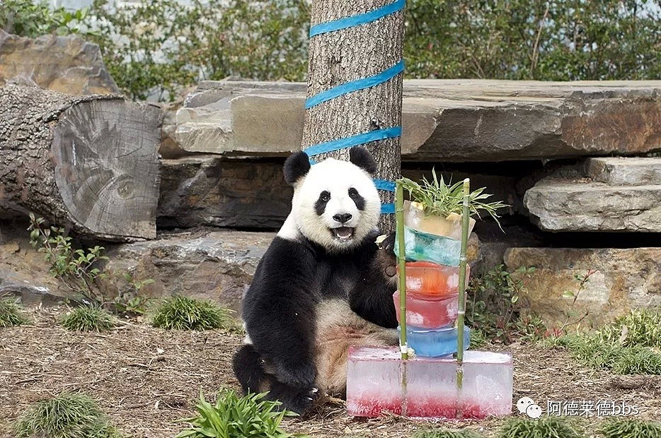 澳唯一一对“招财熊猫”即将还给中国！连“便便”都能卖钱的摇钱树啊！动物园已经快急疯了（组图） - 15