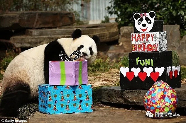 澳唯一一对“招财熊猫”即将还给中国！连“便便”都能卖钱的摇钱树啊！动物园已经快急疯了（组图） - 16