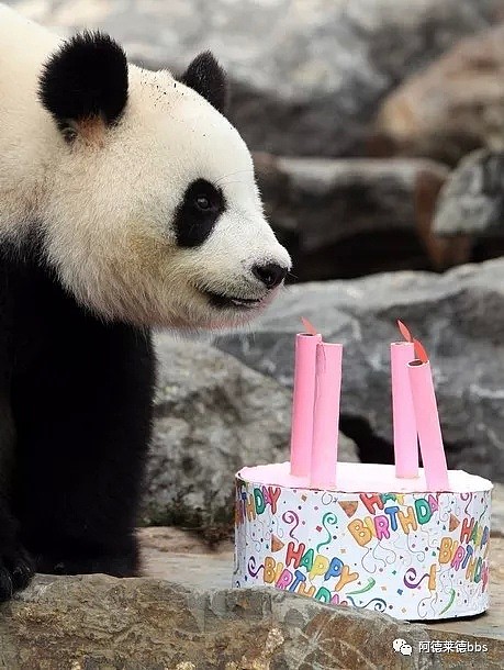 澳唯一一对“招财熊猫”即将还给中国！连“便便”都能卖钱的摇钱树啊！动物园已经快急疯了（组图） - 17
