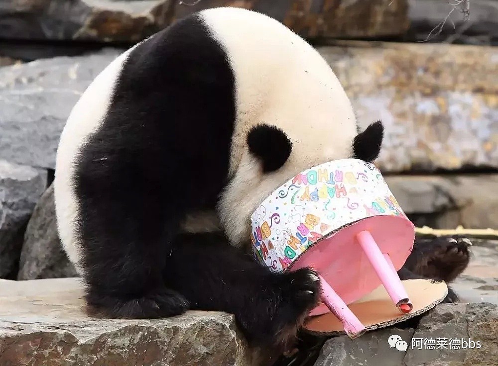 澳唯一一对“招财熊猫”即将还给中国！连“便便”都能卖钱的摇钱树啊！动物园已经快急疯了（组图） - 18