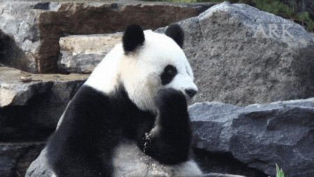 澳唯一一对“招财熊猫”即将还给中国！连“便便”都能卖钱的摇钱树啊！动物园已经快急疯了（组图） - 23