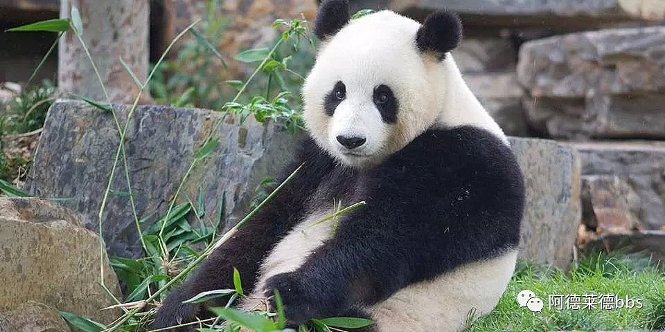 澳唯一一对“招财熊猫”即将还给中国！连“便便”都能卖钱的摇钱树啊！动物园已经快急疯了（组图） - 24