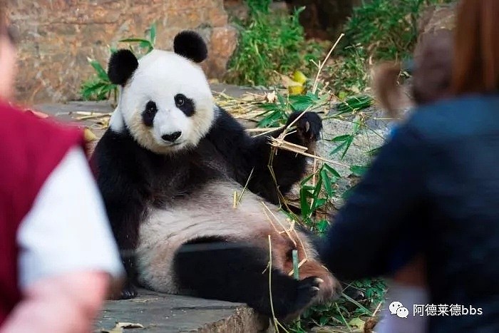 澳唯一一对“招财熊猫”即将还给中国！连“便便”都能卖钱的摇钱树啊！动物园已经快急疯了（组图） - 25