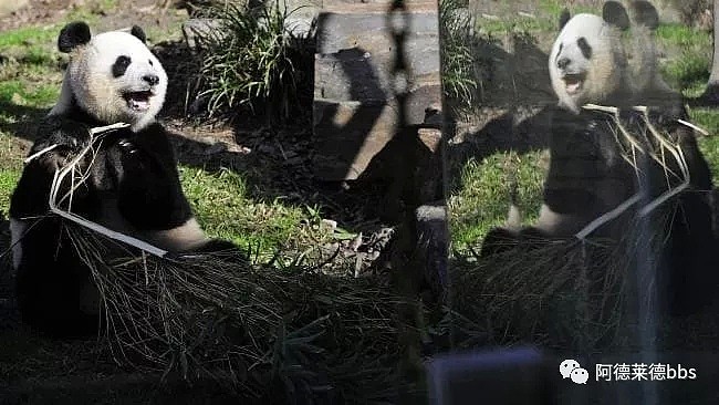 澳唯一一对“招财熊猫”即将还给中国！连“便便”都能卖钱的摇钱树啊！动物园已经快急疯了（组图） - 26