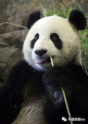 澳唯一一对“招财熊猫”即将还给中国！连“便便”都能卖钱的摇钱树啊！动物园已经快急疯了（组图） - 27
