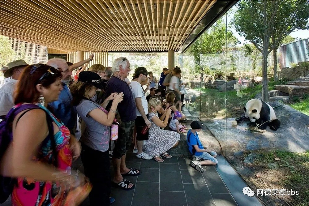 澳唯一一对“招财熊猫”即将还给中国！连“便便”都能卖钱的摇钱树啊！动物园已经快急疯了（组图） - 28