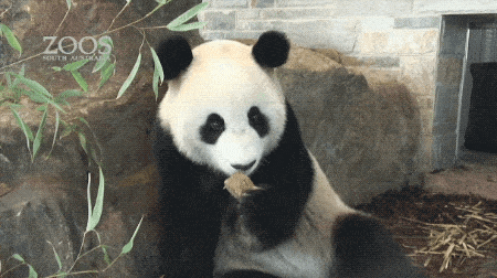 澳唯一一对“招财熊猫”即将还给中国！连“便便”都能卖钱的摇钱树啊！动物园已经快急疯了（组图） - 30