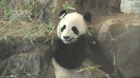 澳唯一一对“招财熊猫”即将还给中国！连“便便”都能卖钱的摇钱树啊！动物园已经快急疯了（组图） - 32