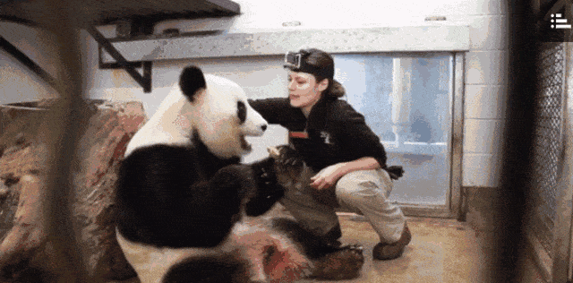 澳唯一一对“招财熊猫”即将还给中国！连“便便”都能卖钱的摇钱树啊！动物园已经快急疯了（组图） - 34