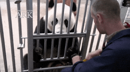 澳唯一一对“招财熊猫”即将还给中国！连“便便”都能卖钱的摇钱树啊！动物园已经快急疯了（组图） - 35