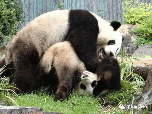 澳唯一一对“招财熊猫”即将还给中国！连“便便”都能卖钱的摇钱树啊！动物园已经快急疯了（组图） - 39