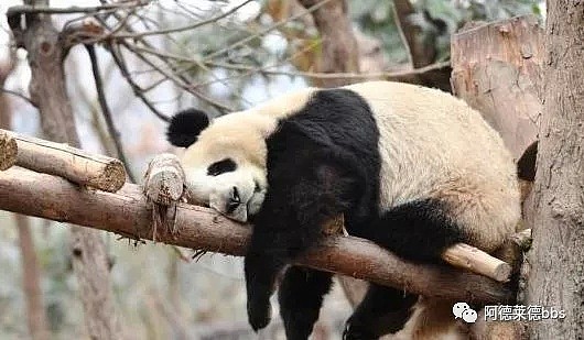 澳唯一一对“招财熊猫”即将还给中国！连“便便”都能卖钱的摇钱树啊！动物园已经快急疯了（组图） - 44