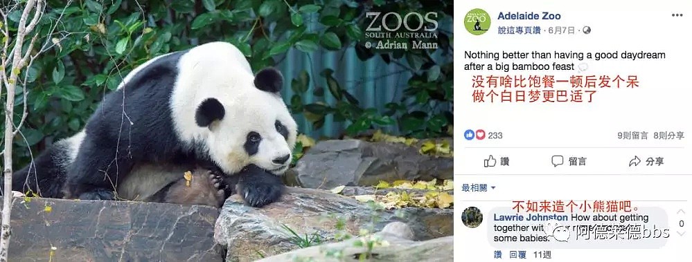 澳唯一一对“招财熊猫”即将还给中国！连“便便”都能卖钱的摇钱树啊！动物园已经快急疯了（组图） - 45