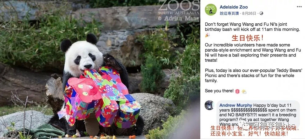 澳唯一一对“招财熊猫”即将还给中国！连“便便”都能卖钱的摇钱树啊！动物园已经快急疯了（组图） - 46