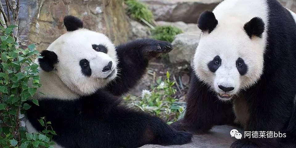 澳唯一一对“招财熊猫”即将还给中国！连“便便”都能卖钱的摇钱树啊！动物园已经快急疯了（组图） - 47