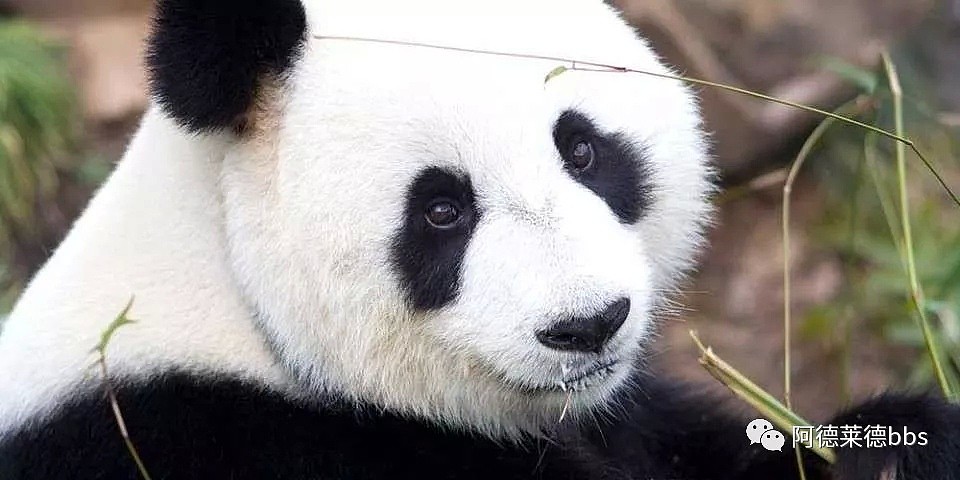 澳唯一一对“招财熊猫”即将还给中国！连“便便”都能卖钱的摇钱树啊！动物园已经快急疯了（组图） - 48