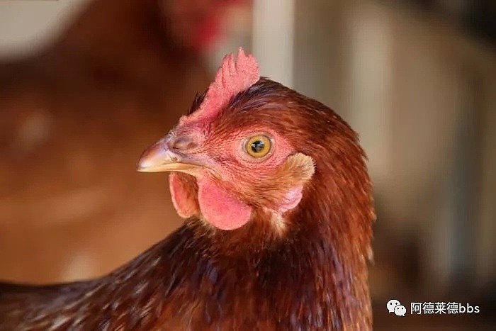 滥用抗生素、人为控制光，逼鸡长大！澳洲超市的鸡肉5周就上架！你还敢吃么？（组图） - 4