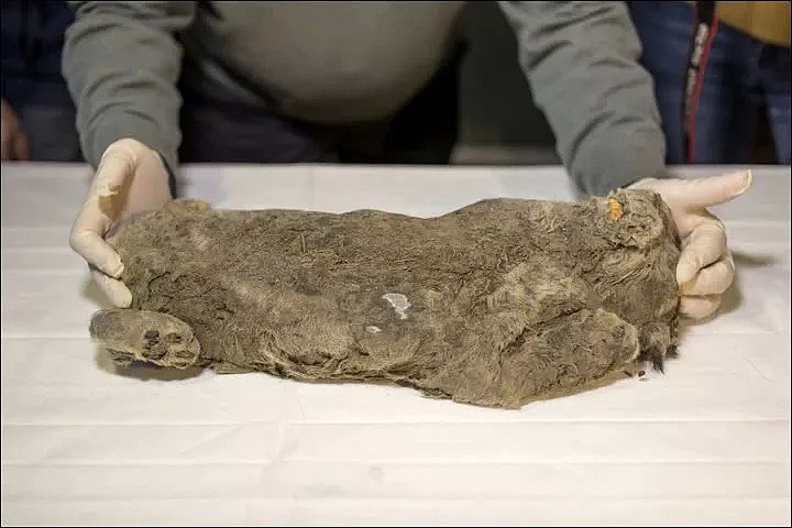 西伯利亚发现5万年前已灭绝狮子，科学家希望对其进行克隆（图） - 3