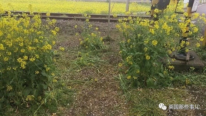 拍火车变成搞破坏…日本这群火车摄影迷，简直要把路人气炸！（组图） - 15