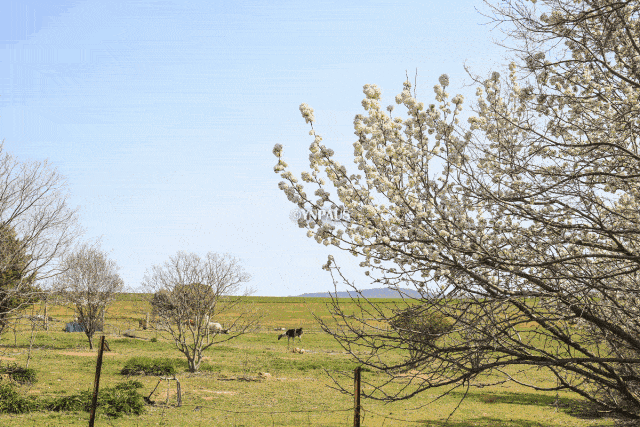 新州这个免费的薰衣草农场，前院养鸵鸟，后山养羊驼，还有玫瑰园和樱花树，静美无比！ - 77