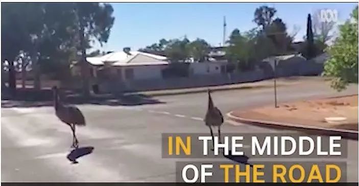 全澳通缉！澳人渣驾车上演凶残屠杀！一脚油门带走10条生命！（视频/组图） - 14
