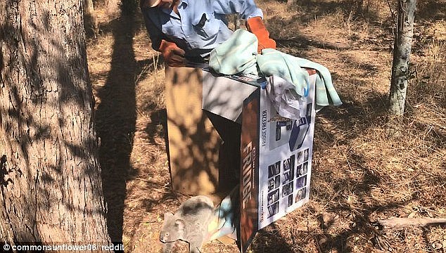 The adorable koala was being attacked by Texas long horn cattle on a farm in Queensland