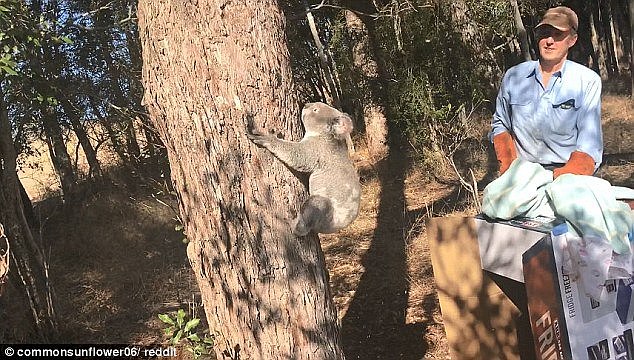 The koala was rescued by the farm owners and was released into safe bushland by a wildlife expert